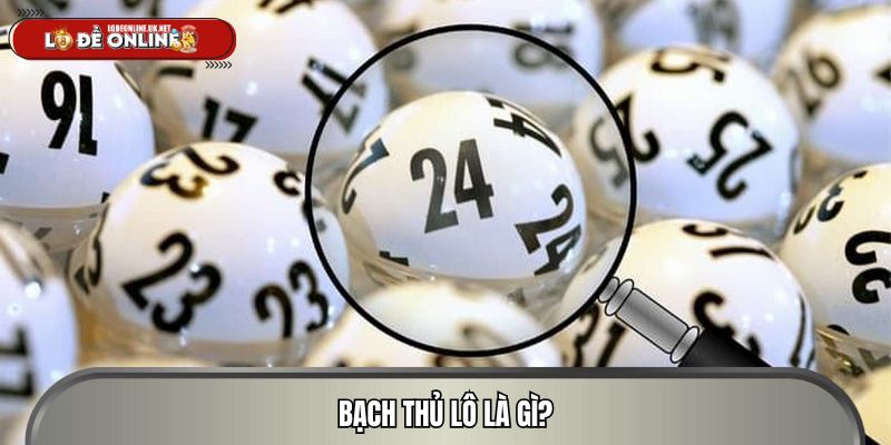 Bạch thủ lô là gì?