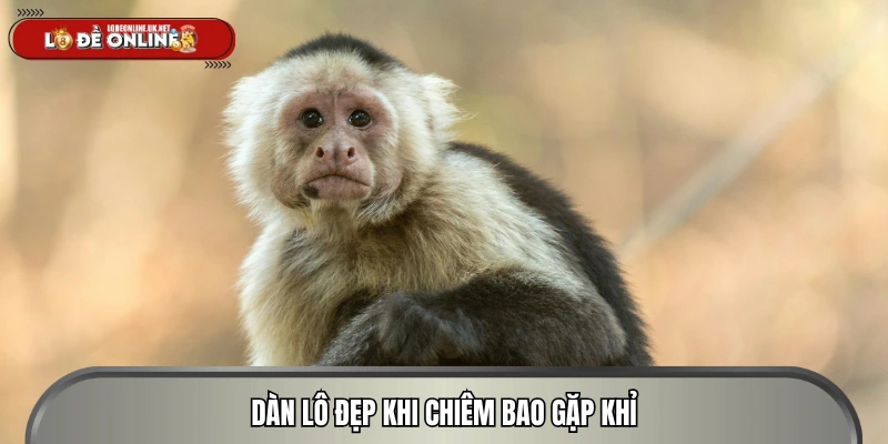 Con lô đẹp nên đánh khi chiêm bao thấy khỉ 