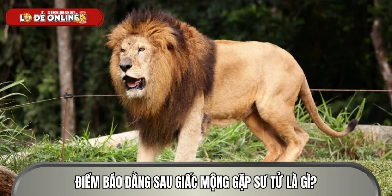 Điểm báo đằng sau giấc mộng gặp sư tử là gì?